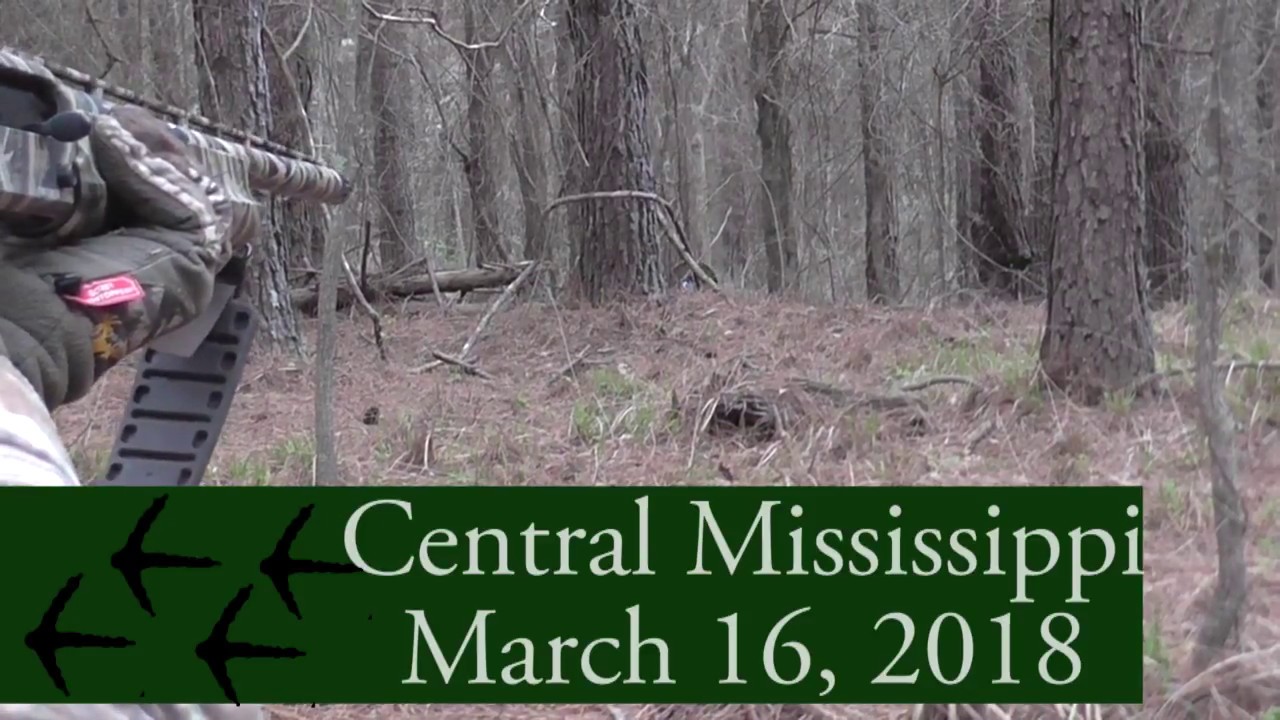 Central Mississippi Turkey Hunt YouTube