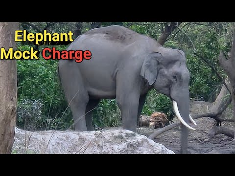 Close Encounter! Elephant Mock Charge at Morghatti Corbett Safari Adventure , Elephant Herd , Tusker