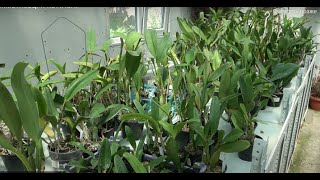 видео: Аклиматизация каттлей. картинка: Аклиматизация каттлей.