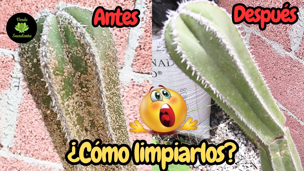 ¿Tu cactus se llenó de cochinilla?😲🌵