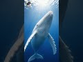 Can a whale get too much attention?
