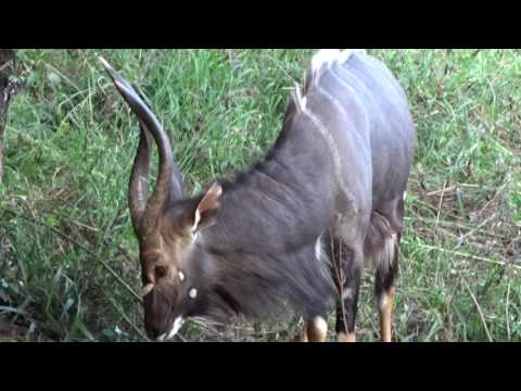 Kudu at Tinga Lodge - Lion Sands Game Reserve