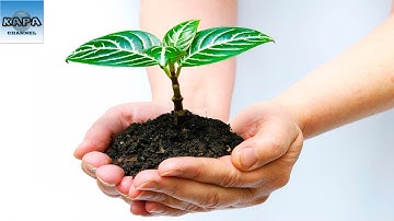 Top 7 Các Loại Cây Trồng Thanh Lọc Không Khí Trong Nhà Tốt Nhất - KAPA Channel