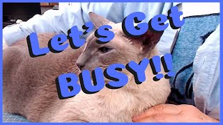 Drama-free Autumn Monday LIVE! - 10-30-2023 - with Barb @BarbOwenDesigns