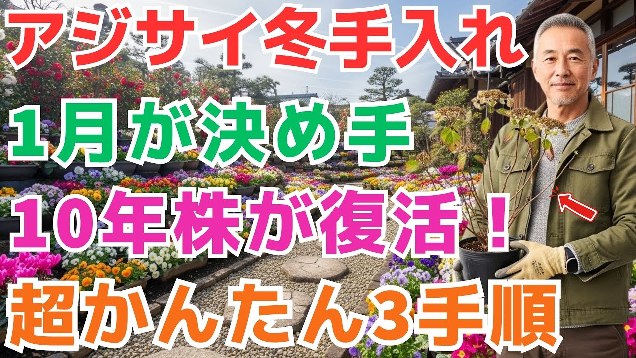 【99％の家庭菜園が知らない】1月が運命の分かれ道‼️冬の手入れでアジサイが5月・6月まで咲き続ける✨10年元気に育てる完全手順【ガーデニング】【アジサイ冬剪定】【寒肥のやり方】【旧枝咲き見分け