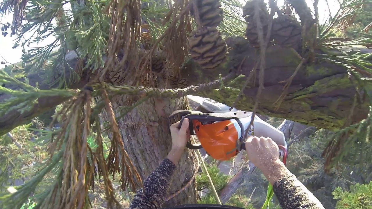 Pine Removal with Crane - YouTube