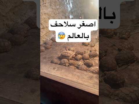 اصغر سلاحف بالعالم اشتراك اشتراك بالقناة مقاطعة تالانا لانش بوكس لانش اكسبلور قصص 