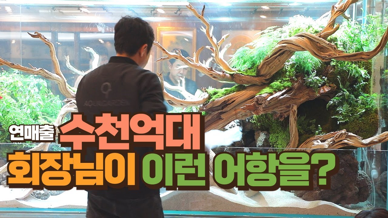 연매출 수천억대 회장님의 주문제작 어항은?#aquagarden#aquascape#aqua#aquarium#terrarium#paludarium#아쿠아가든#아쿠아카페#테라리움