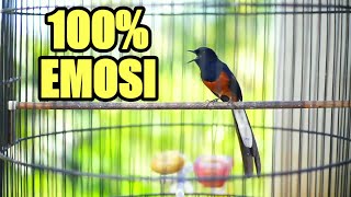 Tembakan murai batu isian PRENJAK BETINA PANJANG memancing GACOR langsung BONGKAR MATERI