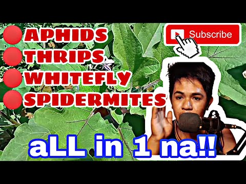 Video: Rose Spider Mites: Paano Kontrolin ang Spider Mites Sa Rosas