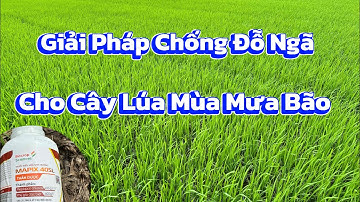 Giải pháp chống đỗ ngã cho cây lúa mùa mưa bão