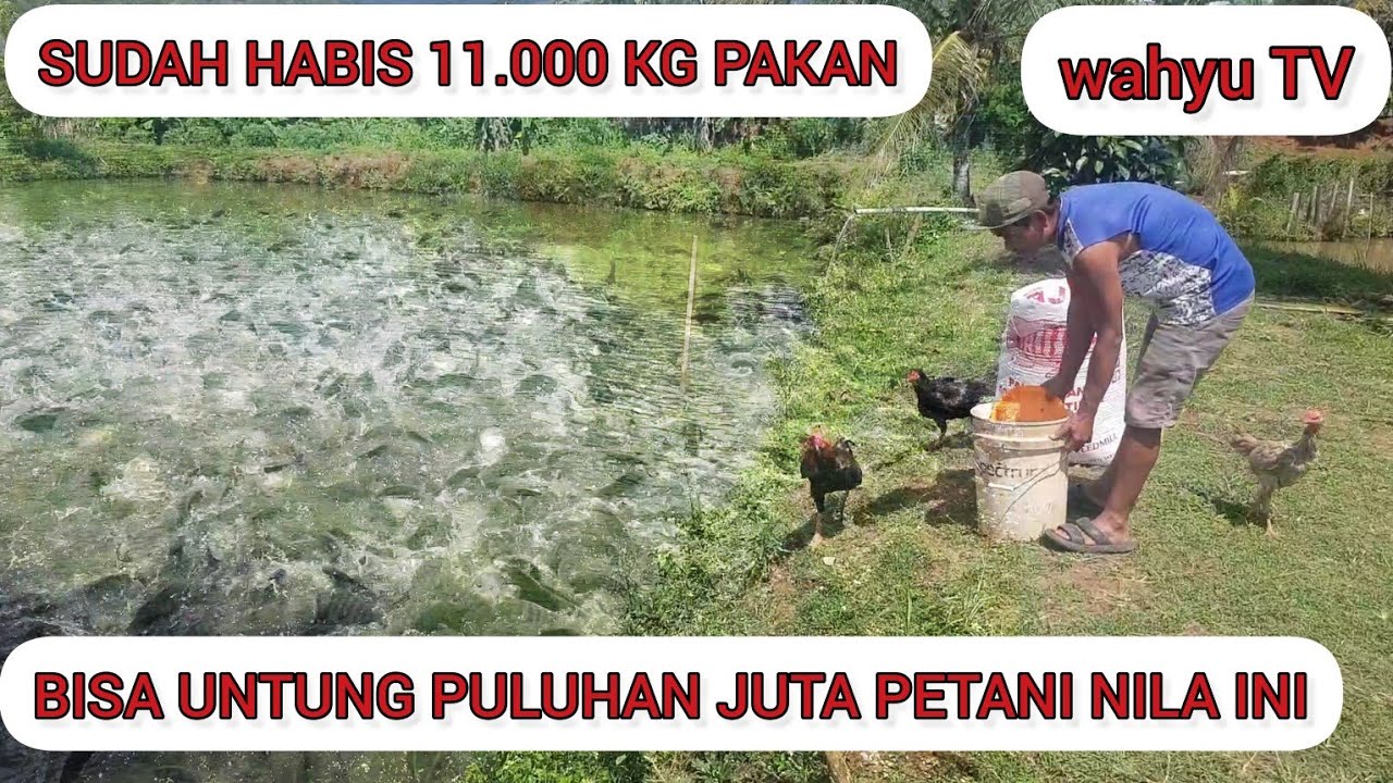 SUDAH HABIS 11TON BELUM JUGA DI PANEN.   ADA APA ????    MASIH MENUNGGU HARGA MEMBAIK KAH.....