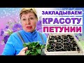 ПЕТУНИЯ- чтобы любоваться летом, надо постараться с малого. Пикировка и закладка миксов