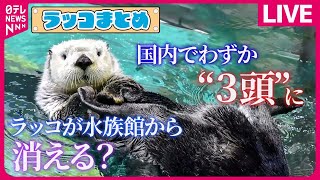 【ラッコまとめ】水族館からラッコが消える？…国内飼育はわずか3頭に / 芸達者なラッコ“新技”を披露 / “大好物”と間違え“自分の足”をガブリ　などニュースライブ（日テレNEWS LIVE）