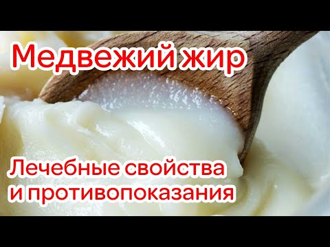 Медвежий жир - лечебные свойства и противопоказания