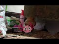 KinitoPET reveal!!!!