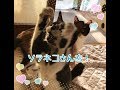 【ソラネコさんち!】こんな子達がいます♪紹介動画