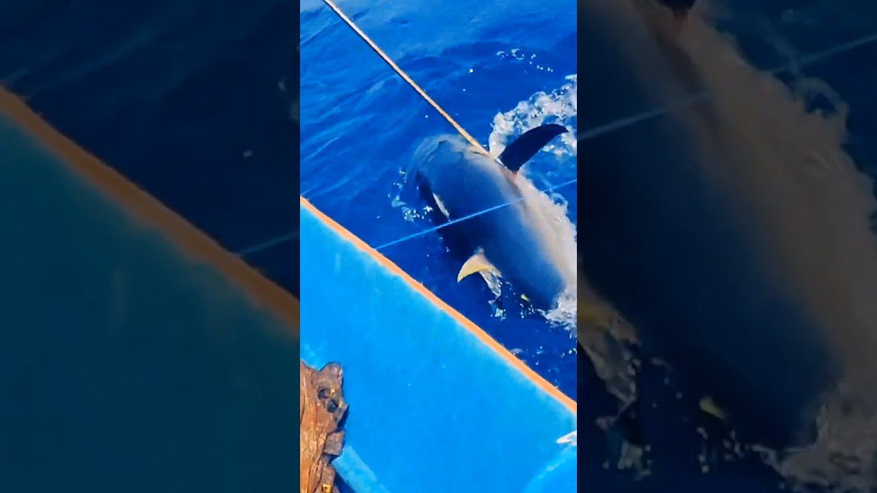 Monster Yellowfin Tuna Fishing In Hand Line Fishing.... 