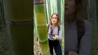 Survival Skills: How to Get Water from a BAMBOO Tree 💧💧#ohd #survival #camping #bushcraft #skills
