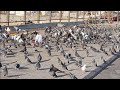 Stunning feral pigeons  city doves  city pigeons