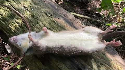 Tiếp tục: Đặt và thăm bẫy chuột rừng đầu mùa đông...Và cái kết bội thu🐀🌳