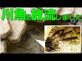 川魚を庭池に放流しました【2018#005】