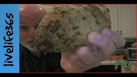 What is Celery Root?