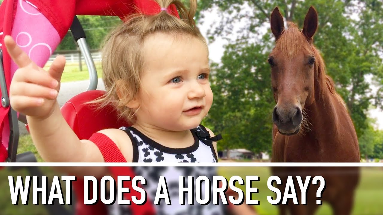 FIRST TIME MEETING A HORSE YouTube