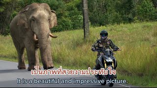 Ep.321 พลายงาทอง หลบรถจนมิดตัว ความหล่อและน่ารัก..!! #wildlife #เขาใหญ่ #nature #elephant #ช้างป่า