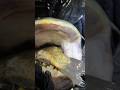 Wels am Baggersee frisst XXL Fisch 😱‼️ ANGLER TAGEBUCH 110 #raubfischangeln #welsangeln #shorts