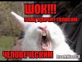 КАК КРИЧИТ ЗАЯЦ / HOW THE HARE SCREAMS IN RUSSIA!