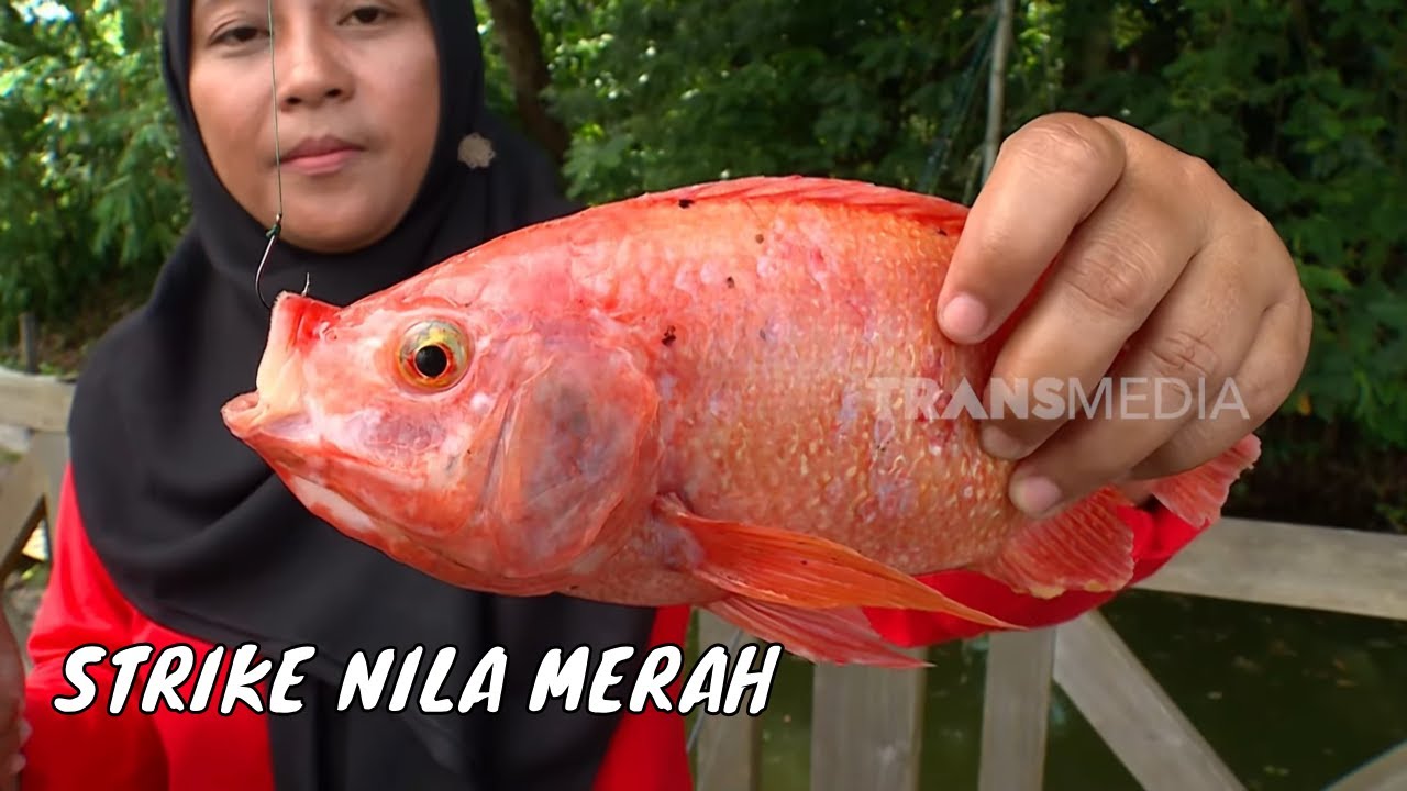 Mancing Bareng Ibu-Ibu di Waduk Cengklik | MANCING MANIA STRIKE BACK  (18/05/25) Part 1