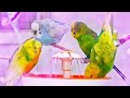 Budgies Singing for Lonely Budgies while taking a Bath