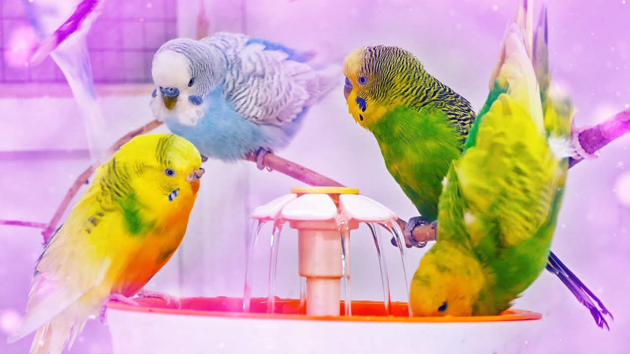 Budgies Singing for Lonely Budgies while taking a Bath