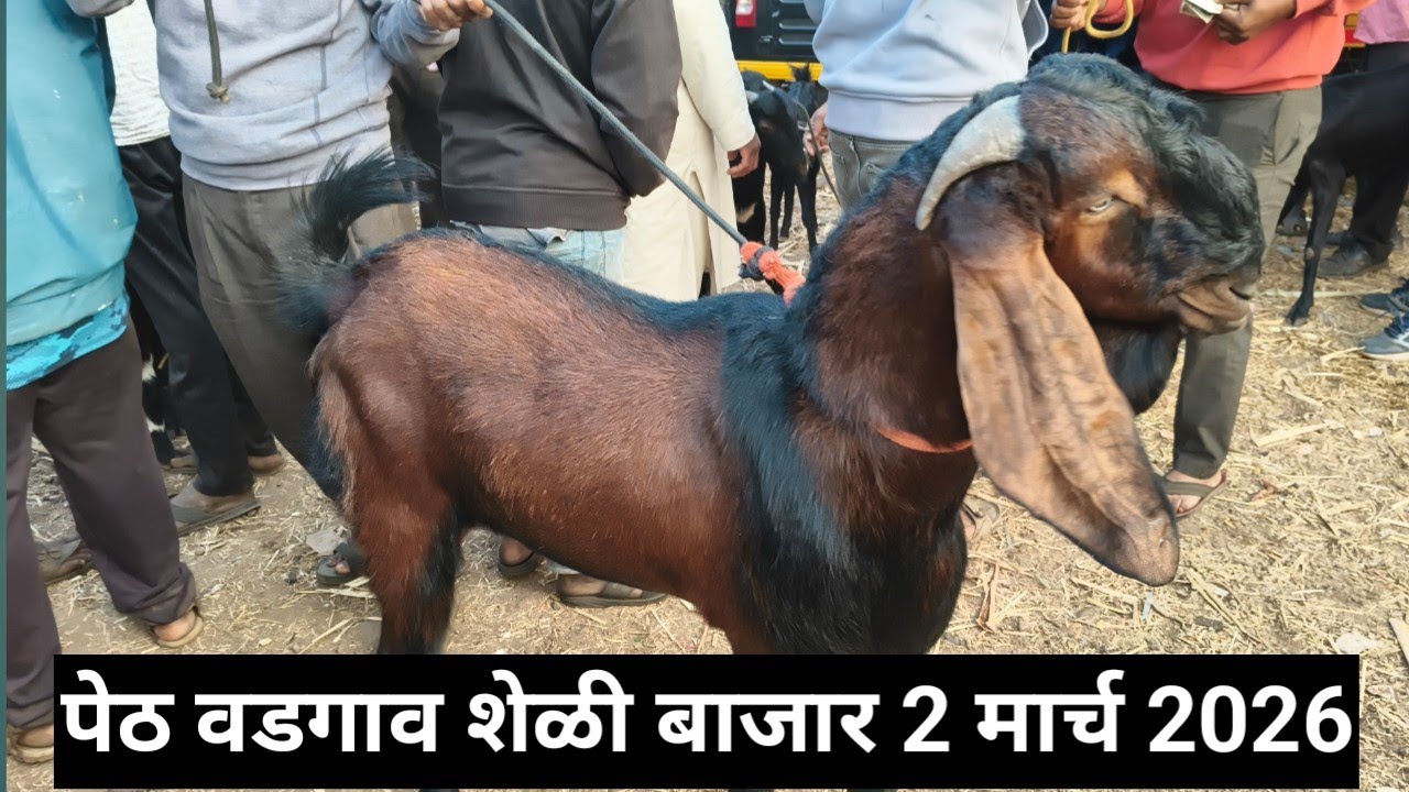 पेठ वडगाव शेळी बाजार #शेळीपालन #शेळीबाजार #शेळी 