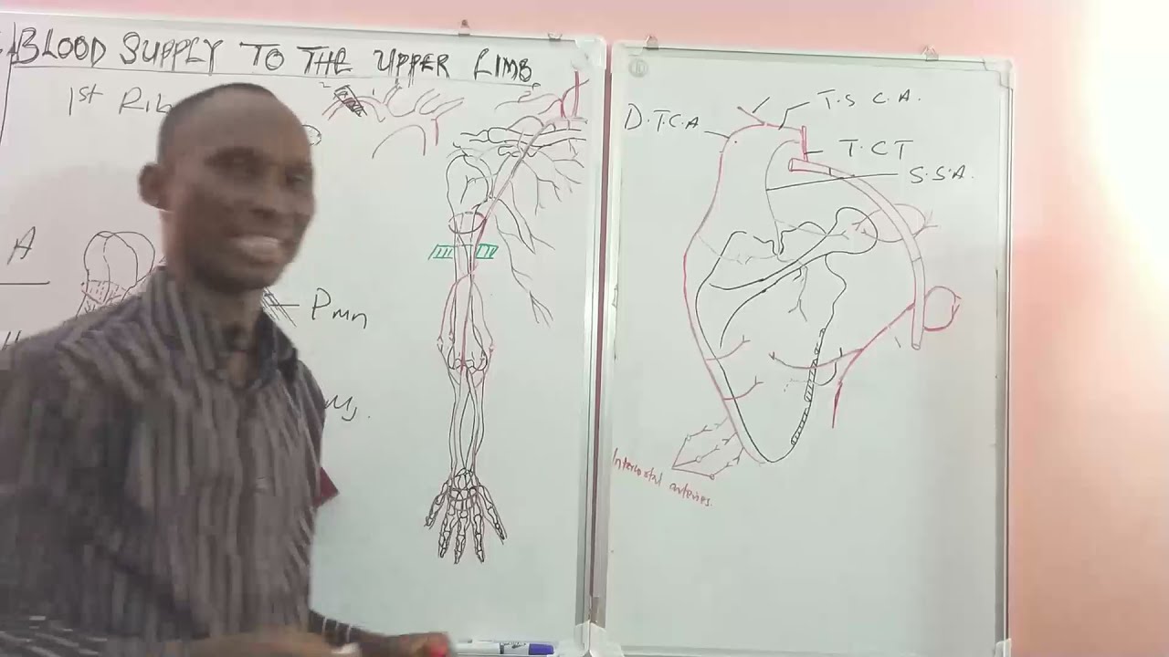 BLOOD SUPPLY TO UPPER LIMB 2 AXILLARY ARTERY  AND SCAPULA ANASTOMOSIS paals anatomy