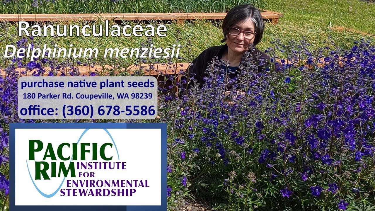 Delphinium menziesii Menzies larkspur beautiful herbaceous
