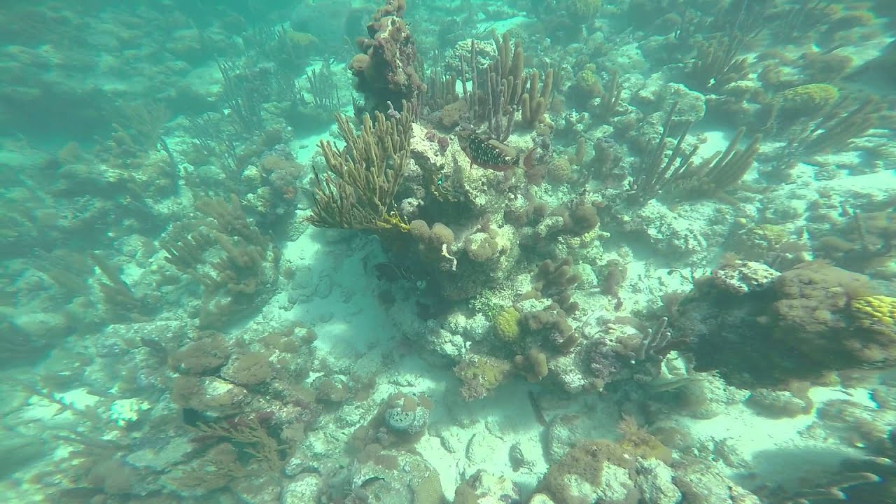Snorkeling - Providenciales Bight Reef