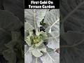 First Gobi On Terrace Garden🫰 | Organic Cauliflower🤞 #terracegarden #organic #farming