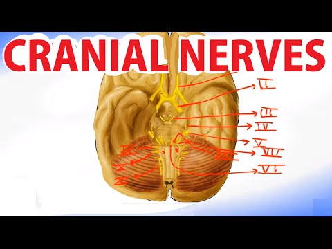 Cranial Nerves Anatomy And Functions - YouTube