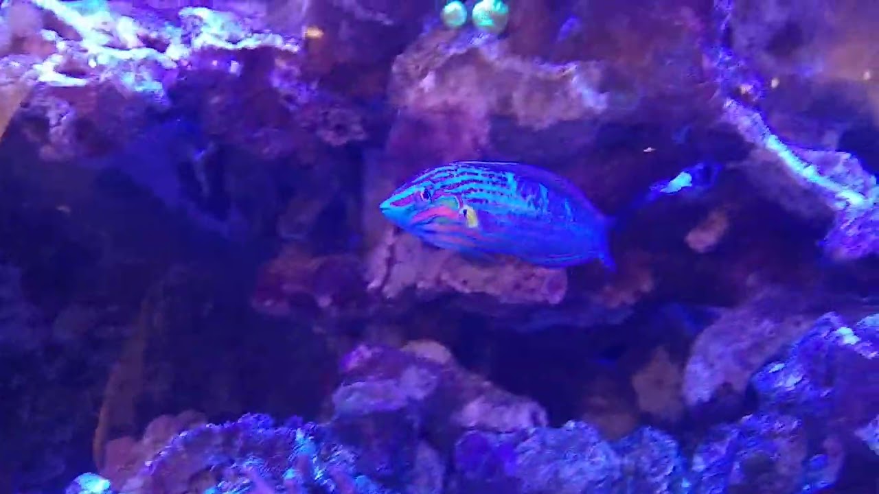 Tail Spot Wrasse's Underwater Rainbow Masterpiece