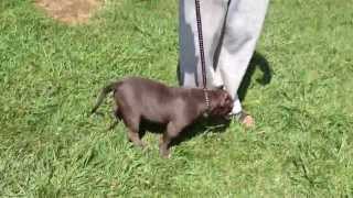 Extreme Bully Puppy - Gotti & Razors Edge Bloodline