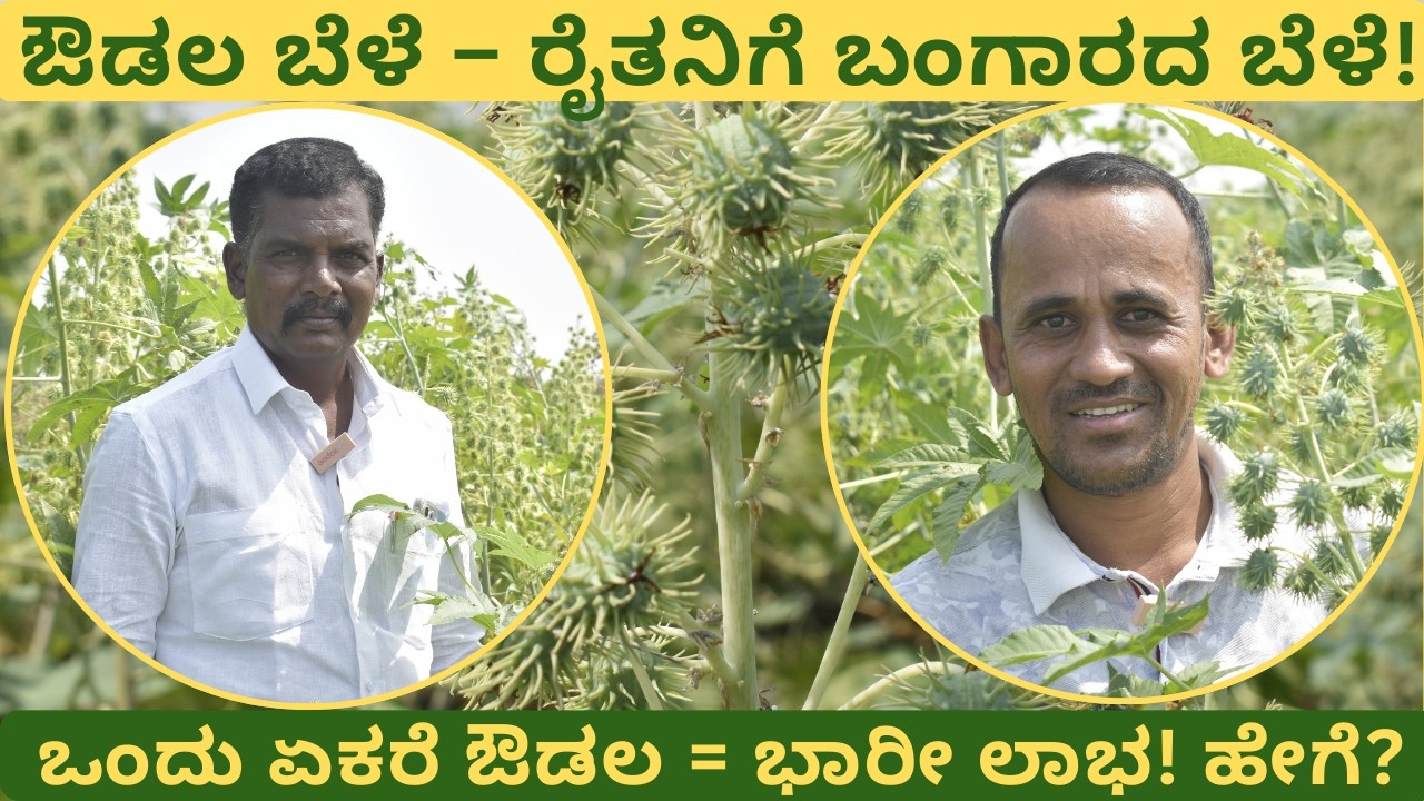 ಔಡಲ ಕೃಷಿಯಿಂದ ವರ್ಷಕ್ಕೆ ಎಷ್ಟು ಆದಾಯ?#farming #kannada #trending #viral #video #farm #karnataka #share