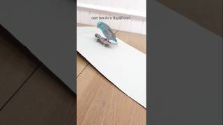 look at him gooo #birds