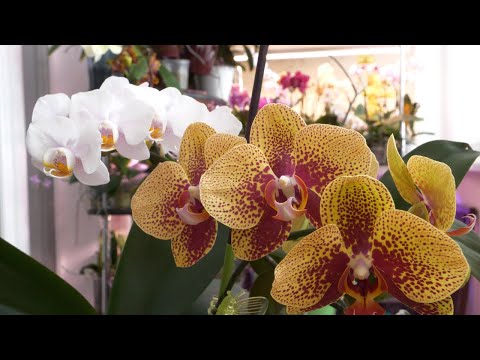 Video: Casa Orquidea, Hobby, sa stala exotickou rezidenciou