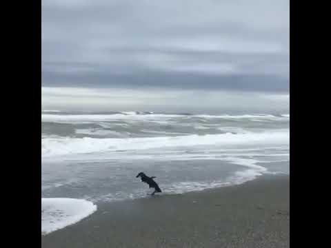 A Blue Penguin Going Home
