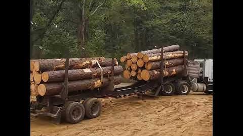 Gorgeous Saw Timber 👀