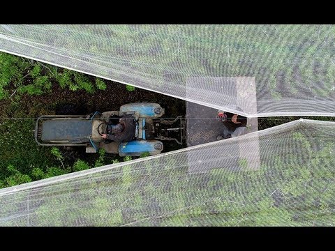 Video: Küba madeni parası: peso ve centavo. Küba hatıra paraları