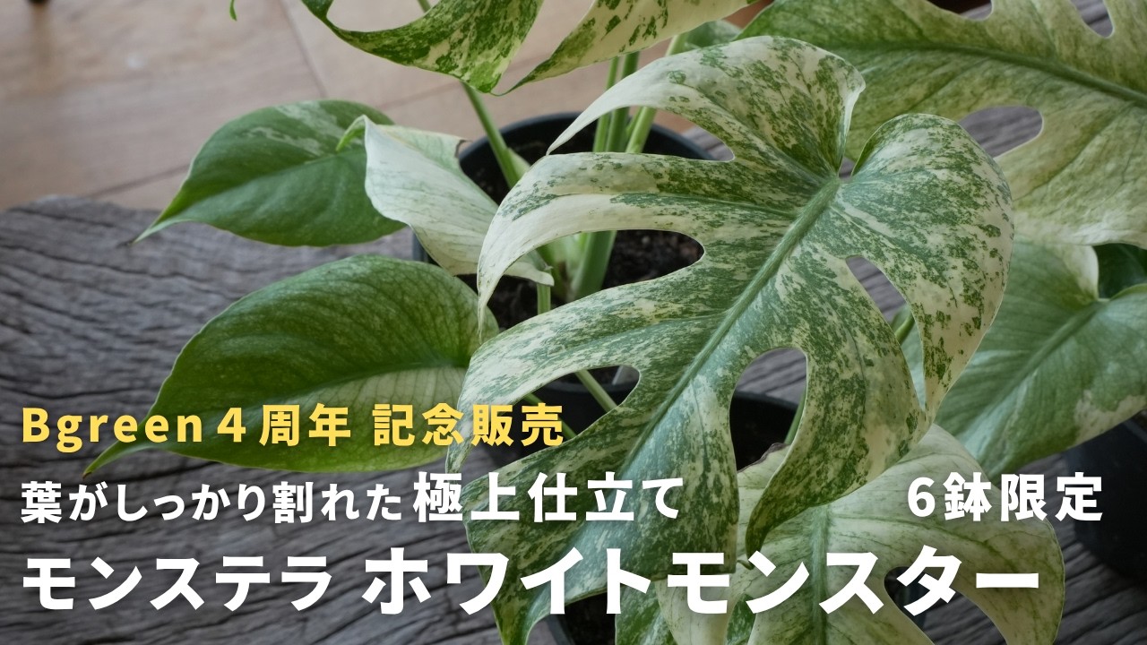 モンステラホワイトモンスター6号 美株 6 Pots Only] Rare Size! Premium Variegated White Monster - YouTube