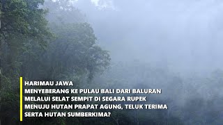 Harimau Bali adalah Harimau Jawa yg menyeberang di segara rupek?